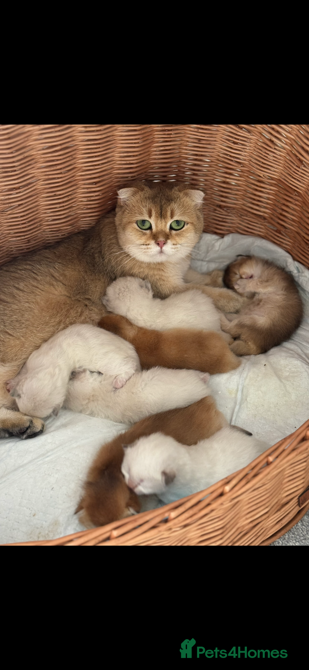 Scottish Fold cats for sale: purebred kittens Gold Scottish Fold Chinchilla - Image 21