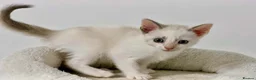 Cornish Rex cats for sale: 🐾 Beautiful Kittens Ready for Reservation 🐾 - Advert 11