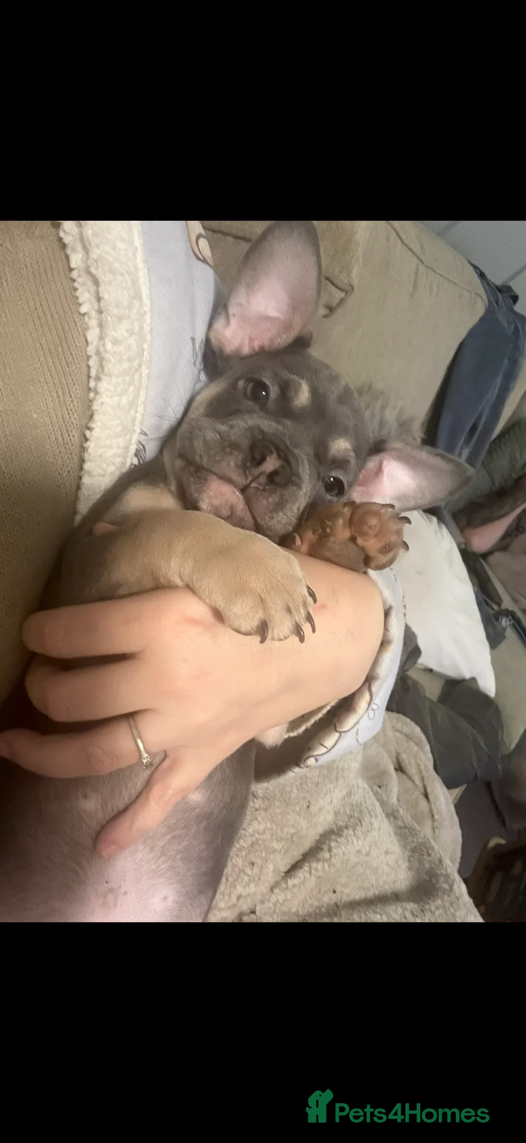 French Bulldog dogs for sale: Male and female frenchies rehome  - Advert 2