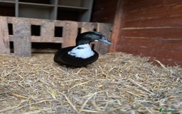 Ducks poultry for sale: Mating couple for sale  - Image 2