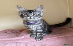 Maine Coon cats for sale: Pedigree GCCF Russian Import line Maine Coons - Image 23