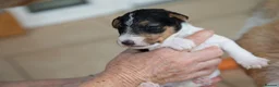 Fox Terrier dogs for sale: Wire haired fox terrier pups based in Kent in Gravesend - Advert 10