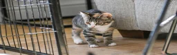 Mixed Breed cats for sale: REDUCED READY TO GO -  1 BOY/GIRL Tabby kittens  - Advert 8