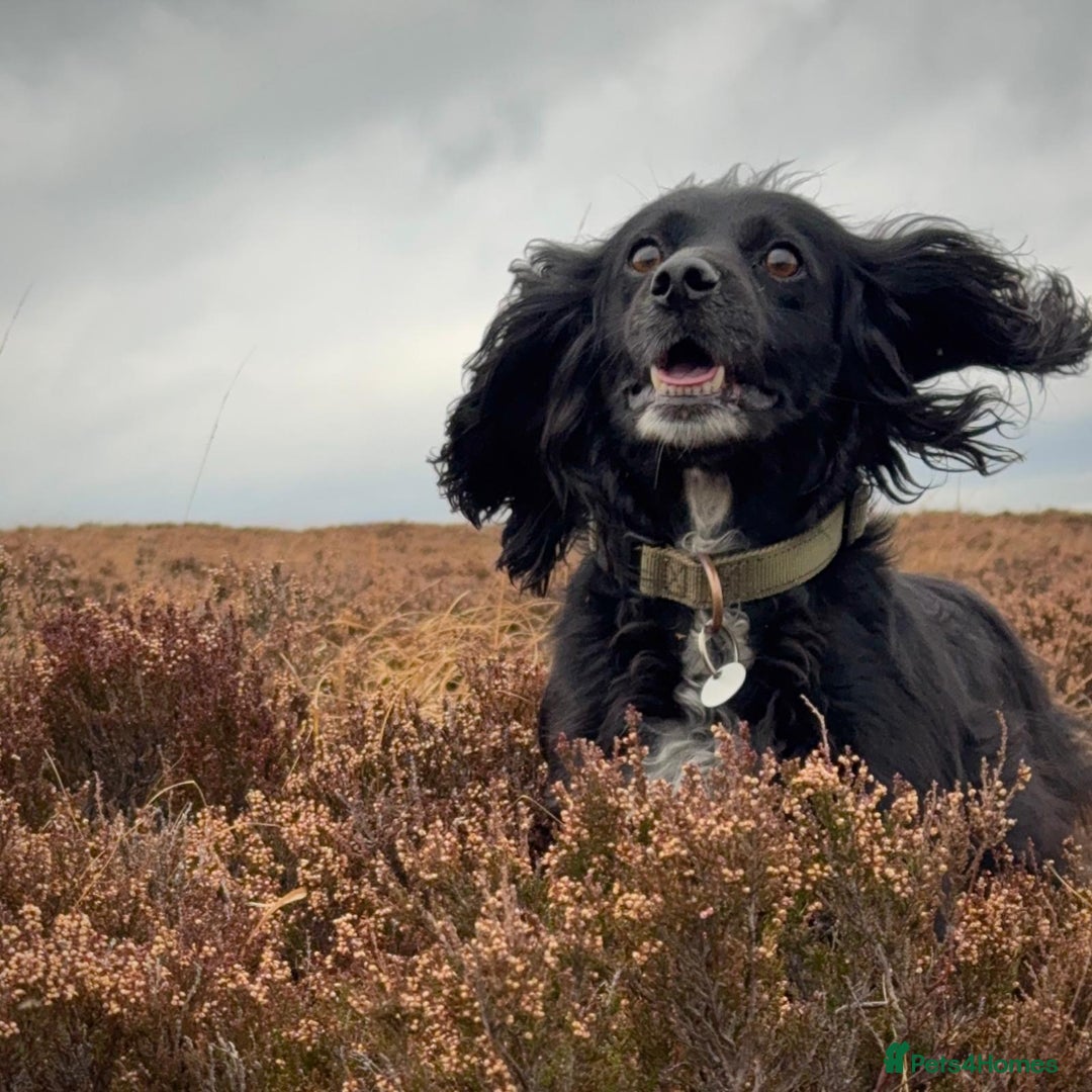 Cocker Spaniel dogs for sale: Loving and Sweet Cocker Spaniel for Adoption - Image 1