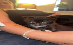 British Longhair cats for sale: Kittens for sale - Image 5