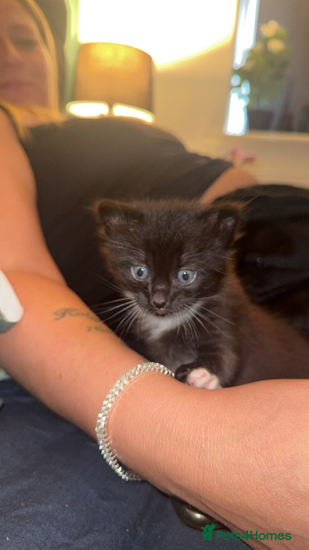 British Longhair cats for sale: Kittens for sale - Image 5