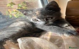 Domestic Shorthair cats for sale: Grey shorthair kitten - Image 4