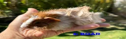 Guinea Pig rodents for sale: Guinea Pigs - Ready Now - Advert 5