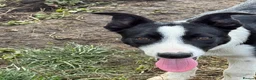 Border Collie dogs for sale: Pup ready to go  in Clitheroe - Advert 5