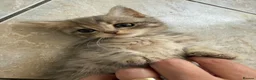 Scottish Fold cats for sale: Scotish fold cross Scottish straight adorable🥰 😻 - Advert 6