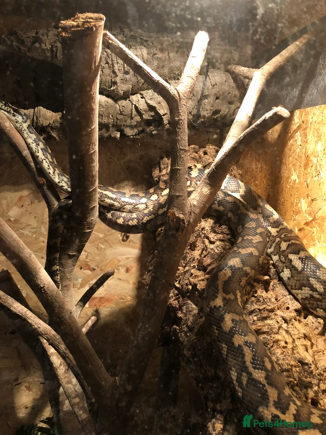 Python Snake reptiles for sale: Carpet Python - Advert 2