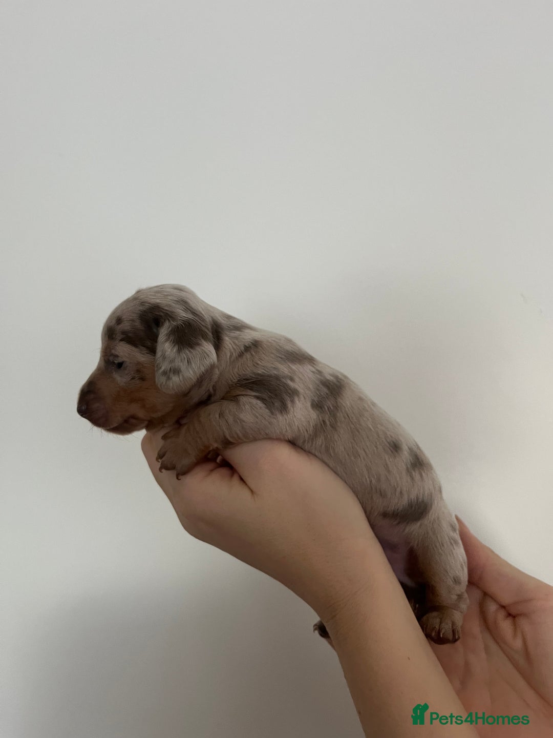 Miniature Dachshund dogs for sale: Miniature dachshund (short haired) - Advert 3