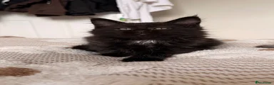Maine Coon 3