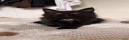 Maine Coon cats for sale: MAINE COON KITTENS. Some polydactyl.  - Advert 12