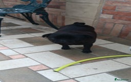 Pug dogs for sale: Pug Female - Image 3