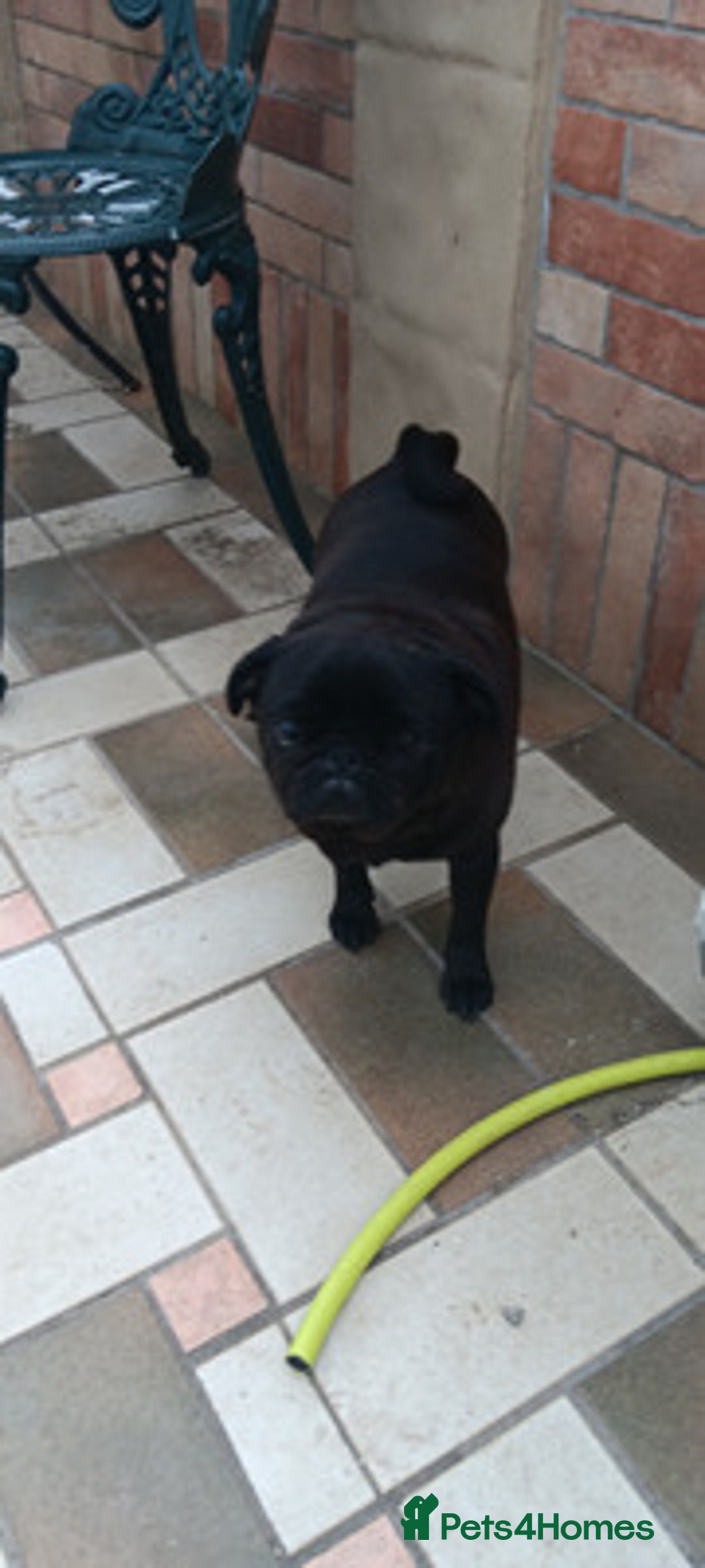 Pug dogs for sale: Pug Female - Image 3