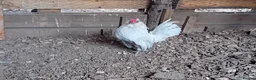 Chickens poultry for sale: Pure Lavender Barbu d’Anvers, Proven Breeding Par - Advert 4