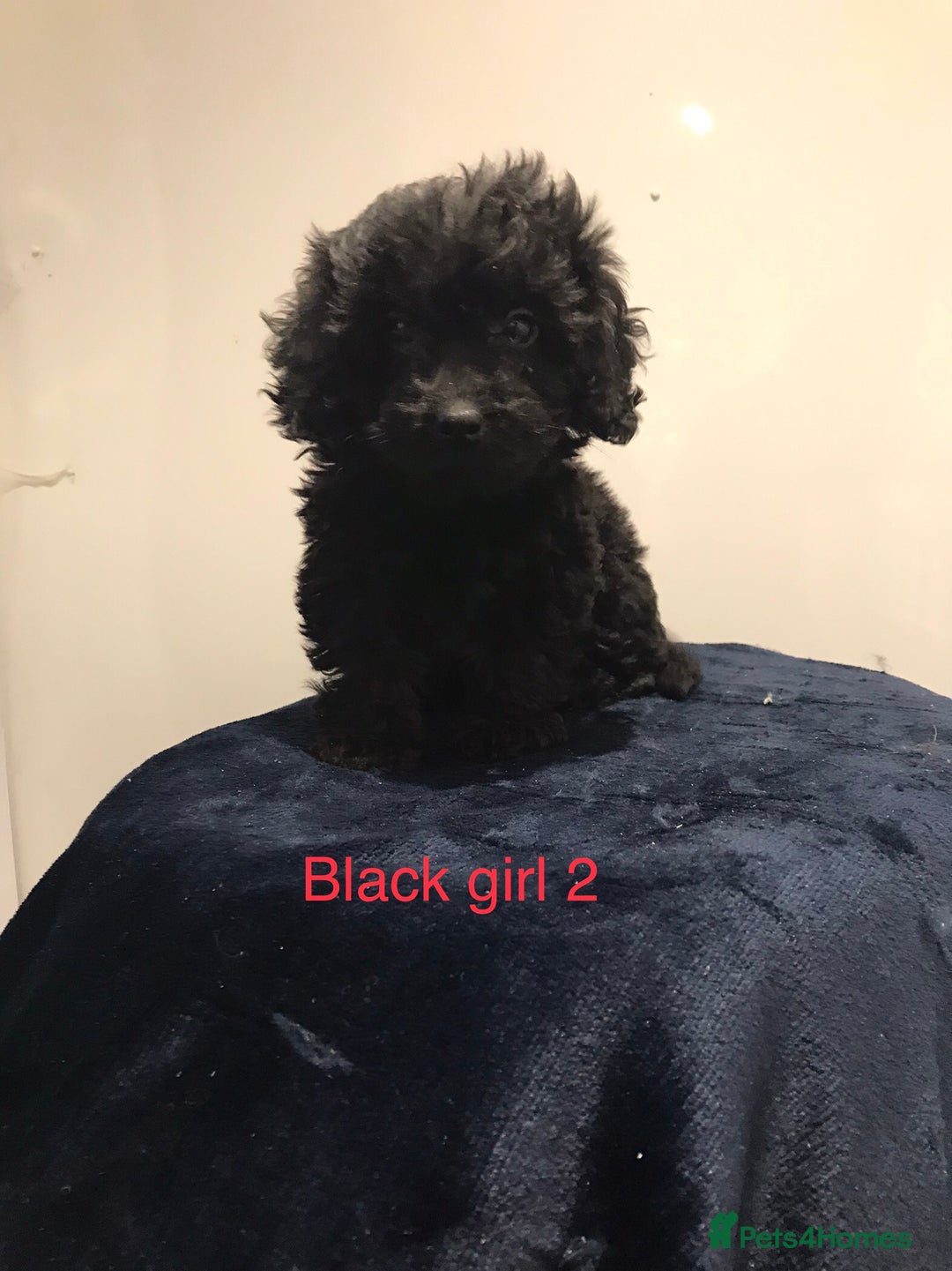 Cockapoo dogs for sale: F1 Cockapoo - Image 4