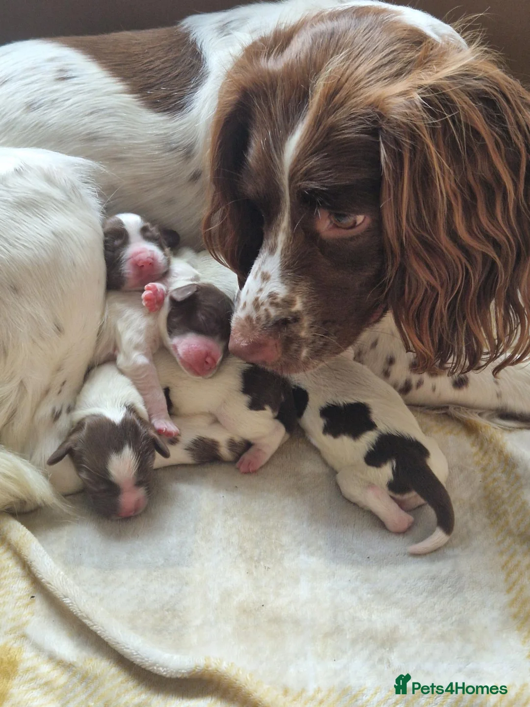 English Springer Spaniel dogs for sale: English springer spaniel  - Advert 1