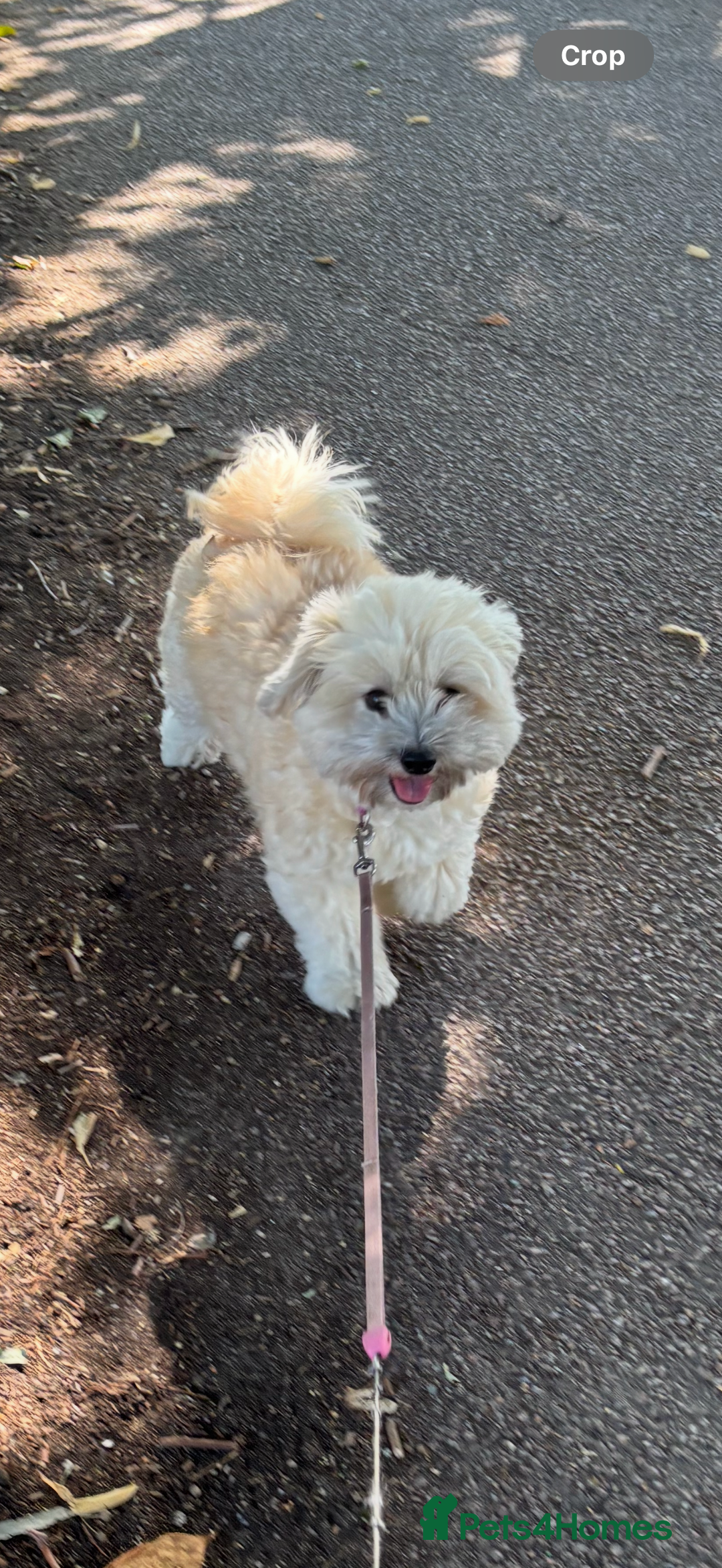 Maltipoo dogs for sale: Maltipoo - Advert 3