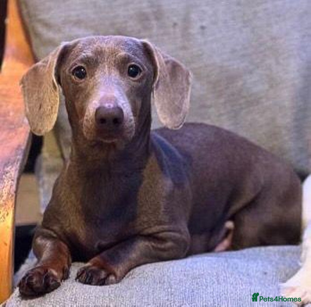 Miniature Dachshund dogs for sale: KC Registered Miniature Dachshund Puppies ❤️ - Advert 2