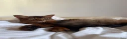Abyssinian cats for sale: 2 Beautiful Abyssinian girls 😍 - Advert 2