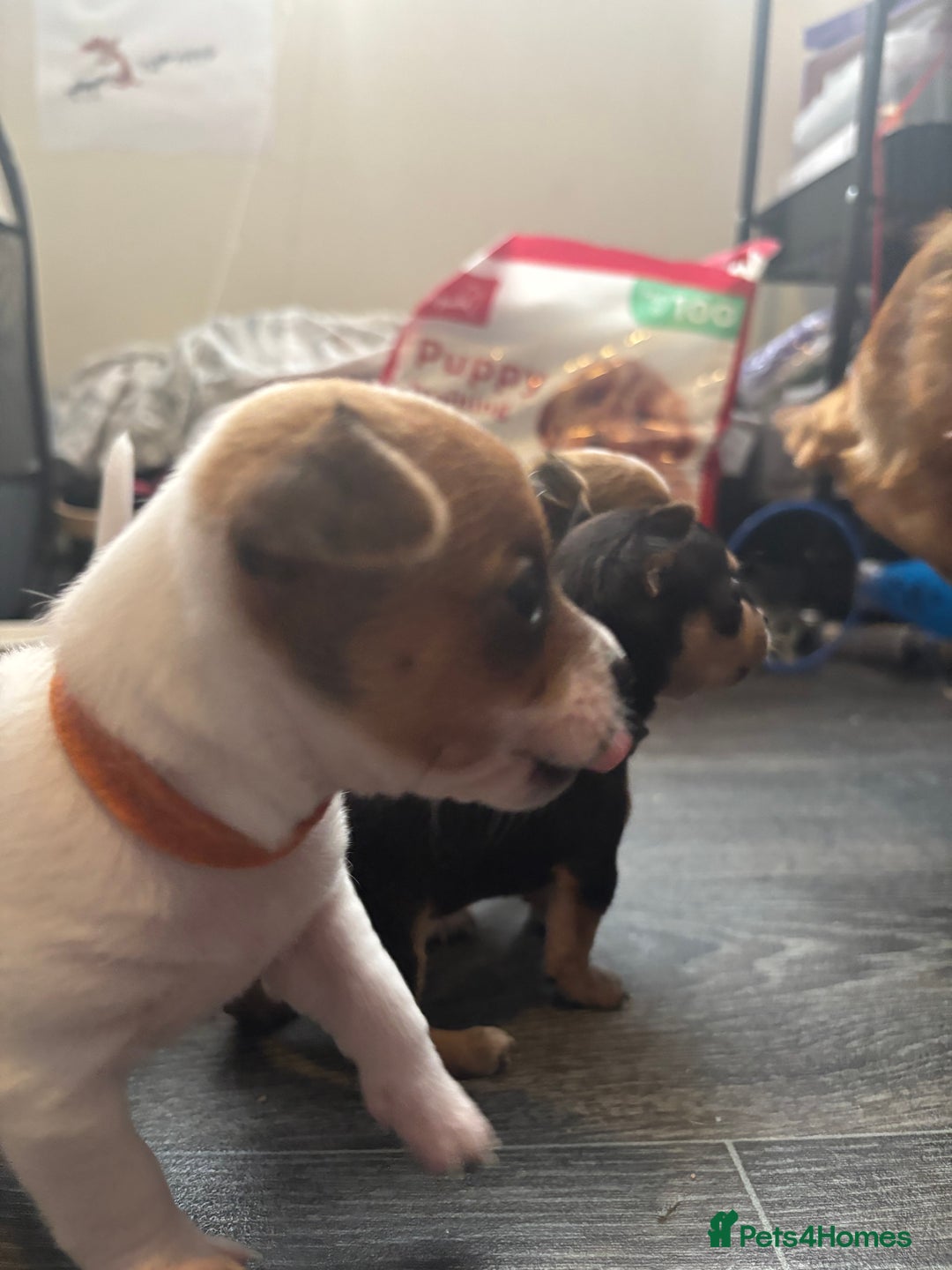 Pomchi dogs for sale: Pomchi puppies - Image 13