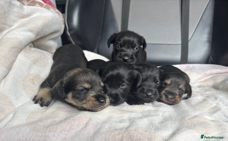 Mixed Breed dogs - Advert 13