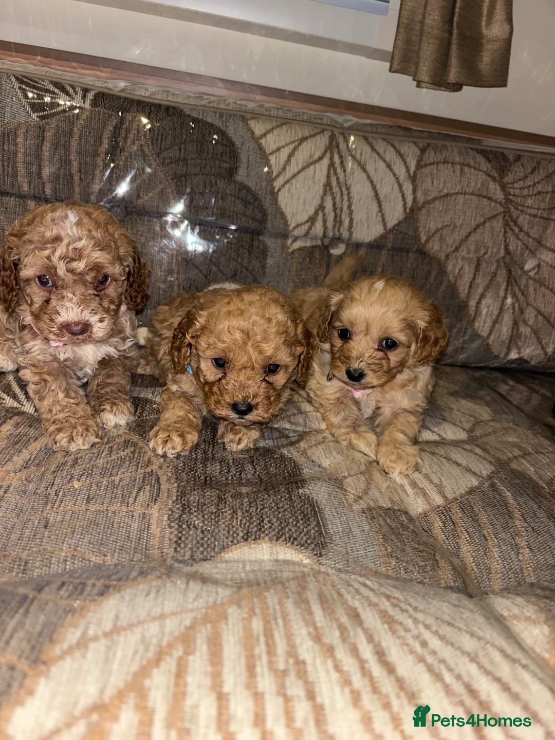 Cockapoo dogs for sale: Gorgeous F1 cockapoo puppies available to reserve  - Advert 1