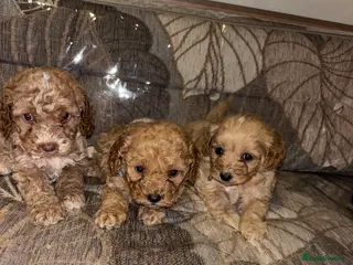 Cockapoo dogs Gorgeous F1 cockapoo puppies available to reserve - Advert 1