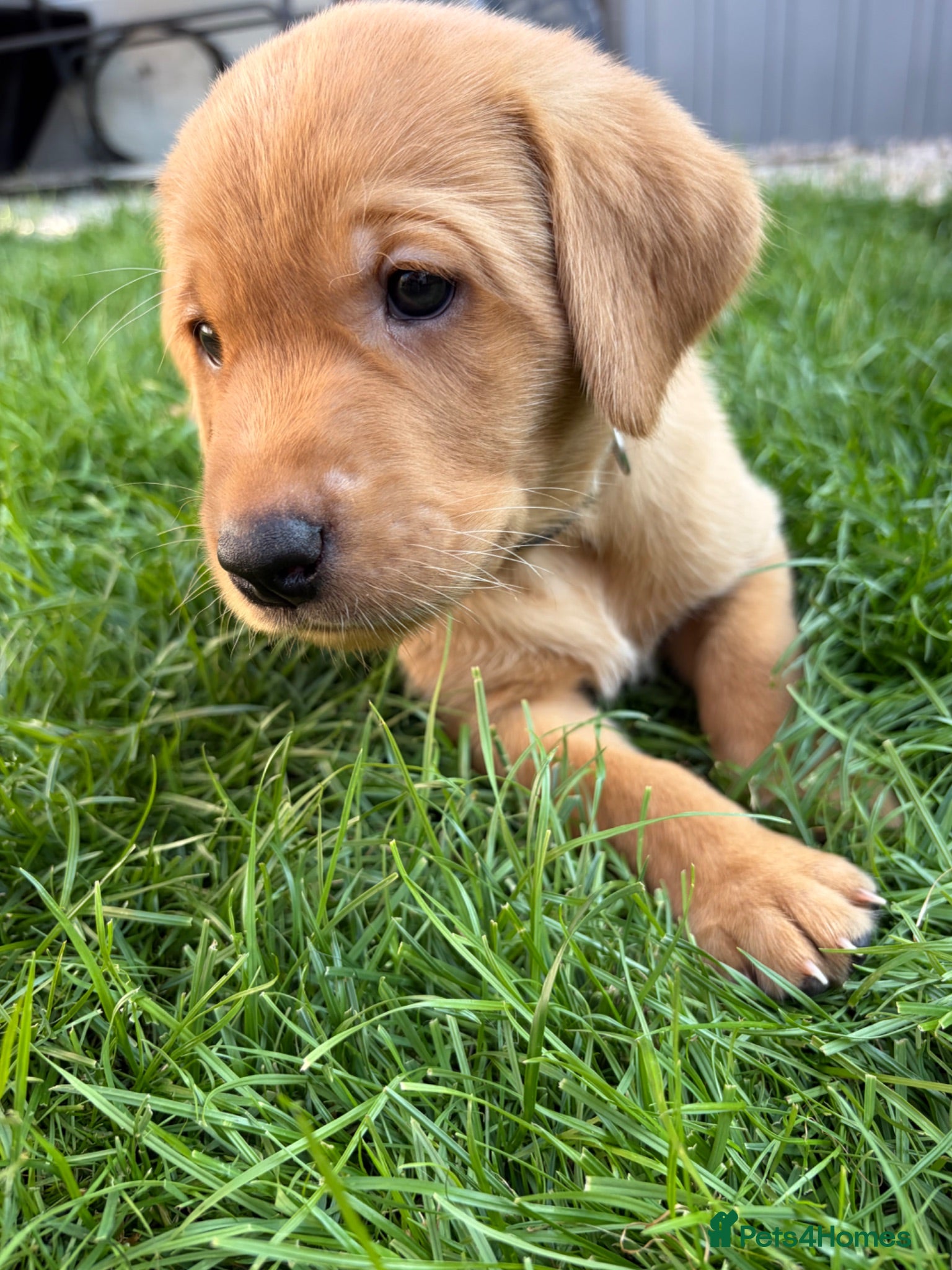 Labrador Retriever dogs KC registered. Ready to leave 3rd August 2026   - Advert 18
