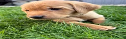 Labrador Retriever dogs for sale: KC registered. Ready to leave 3rd August 2026   - Advert 1