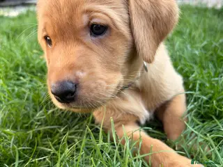 Labrador Retriever dogs KC registered. Ready to leave 3rd August 2026 - Advert 2