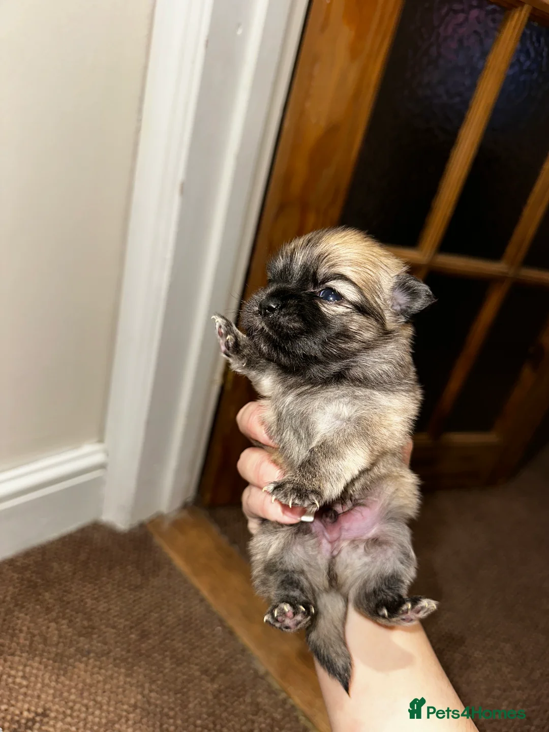 Pomeranian dogs for sale: Two beautiful pom puppies  - Advert 2