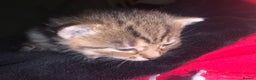 Mixed Breed cats for sale: beautiful kittens grey & ginger tortie and tabby - Advert 6