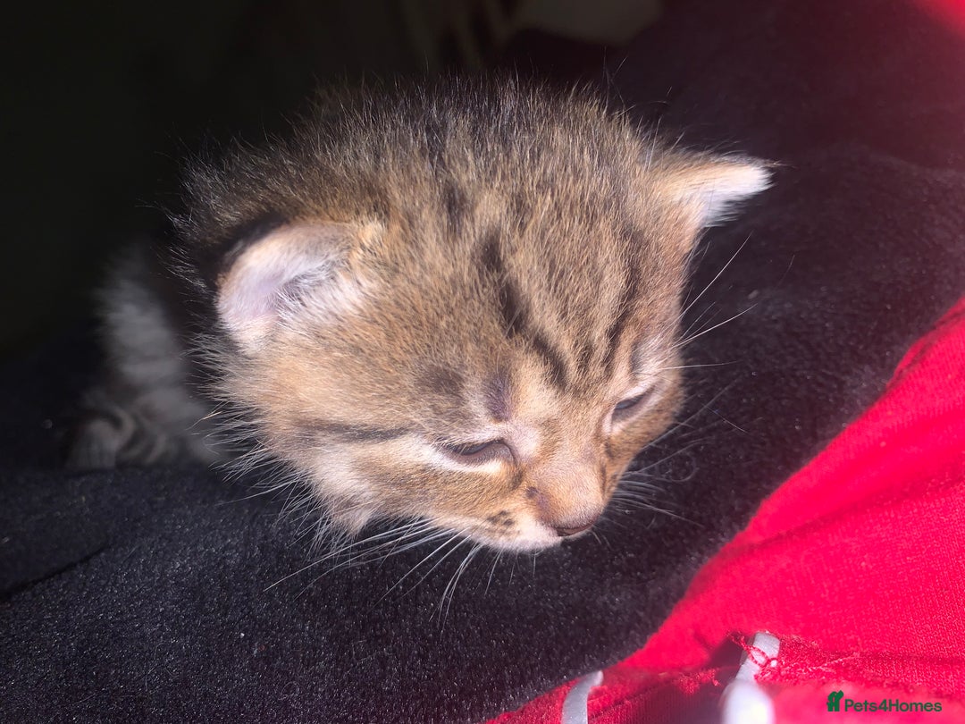Mixed Breed cats for sale: beautiful kittens grey & ginger tortie and tabby - Advert 6