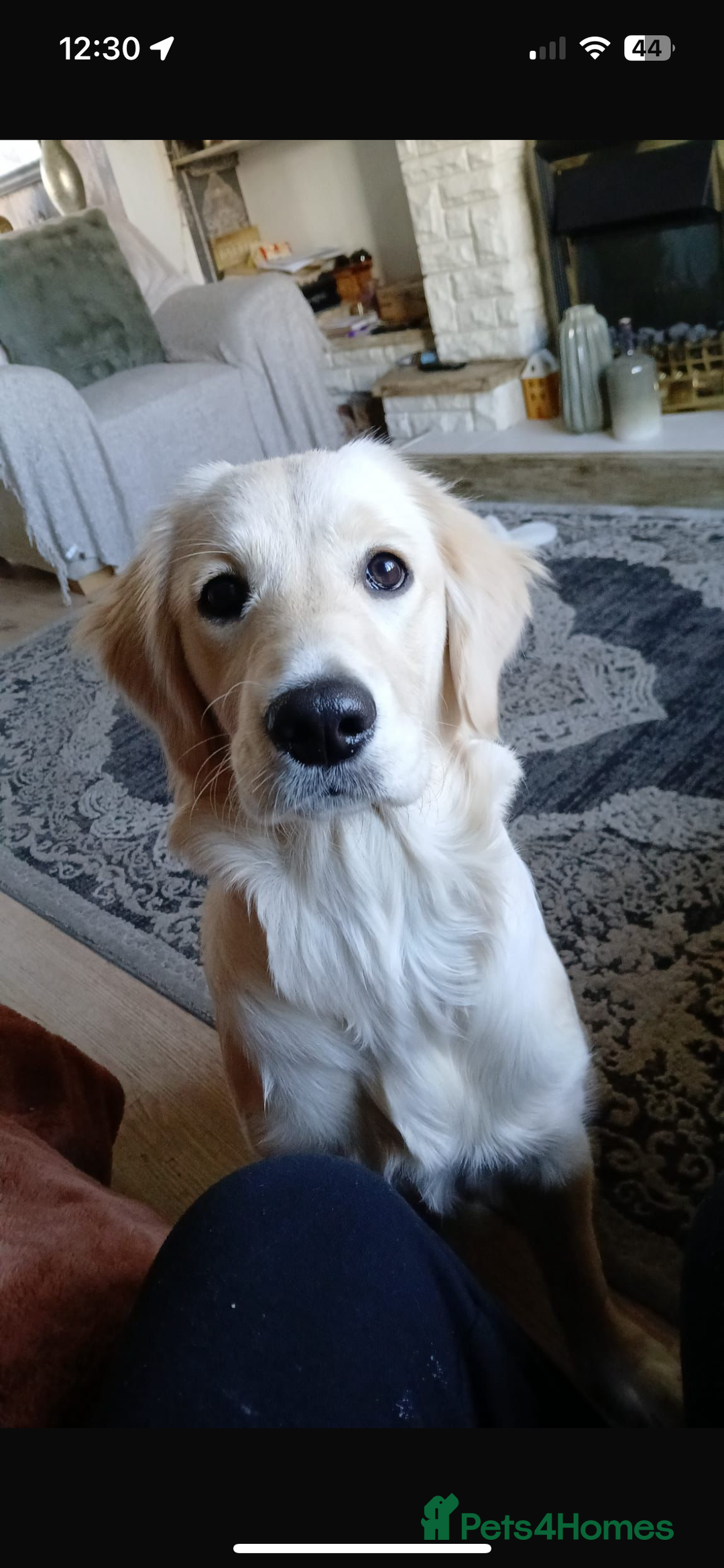 Golden Retriever dogs for sale: Golden retriever puppies  - Image 22