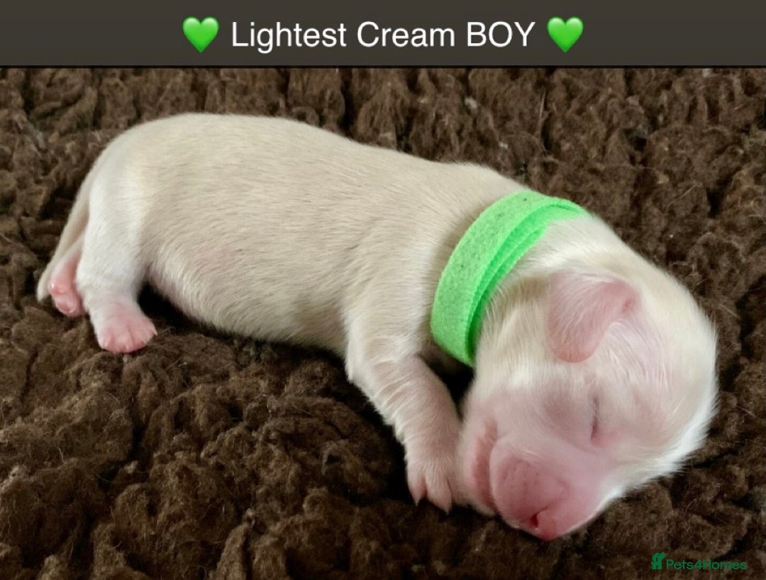 Miniature Dachshund dogs for sale: ⭐️CREAM LONG HAIRED KC/PRA CLR MINI DACHSHUNDS⭐️ - Image 14