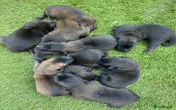 Belgian Shepherd Dog dogs for sale: Belgain malinois pups for sale  - Image 10