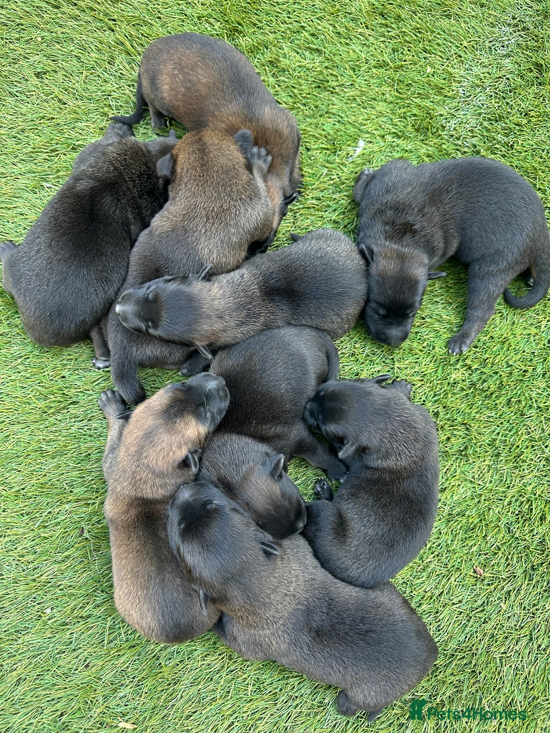 Belgian Shepherd Dog dogs for sale: Belgain malinois pups for sale  - Image 10