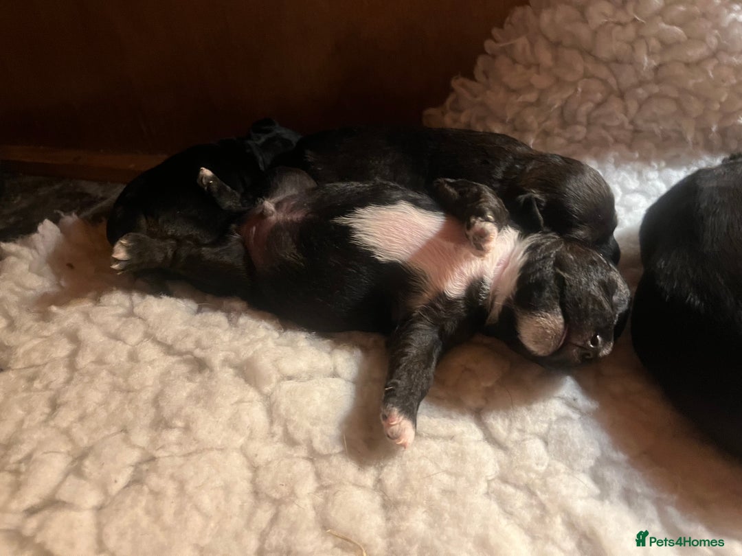 Patterdale Terrier dogs for sale: Patterdale/jack puppies **NEW YEAR NEW ADDITION♥️* - Advert 2