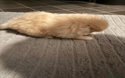 Pomeranian dogs for sale: Two Male Pomeranian’s!  - Advert 16