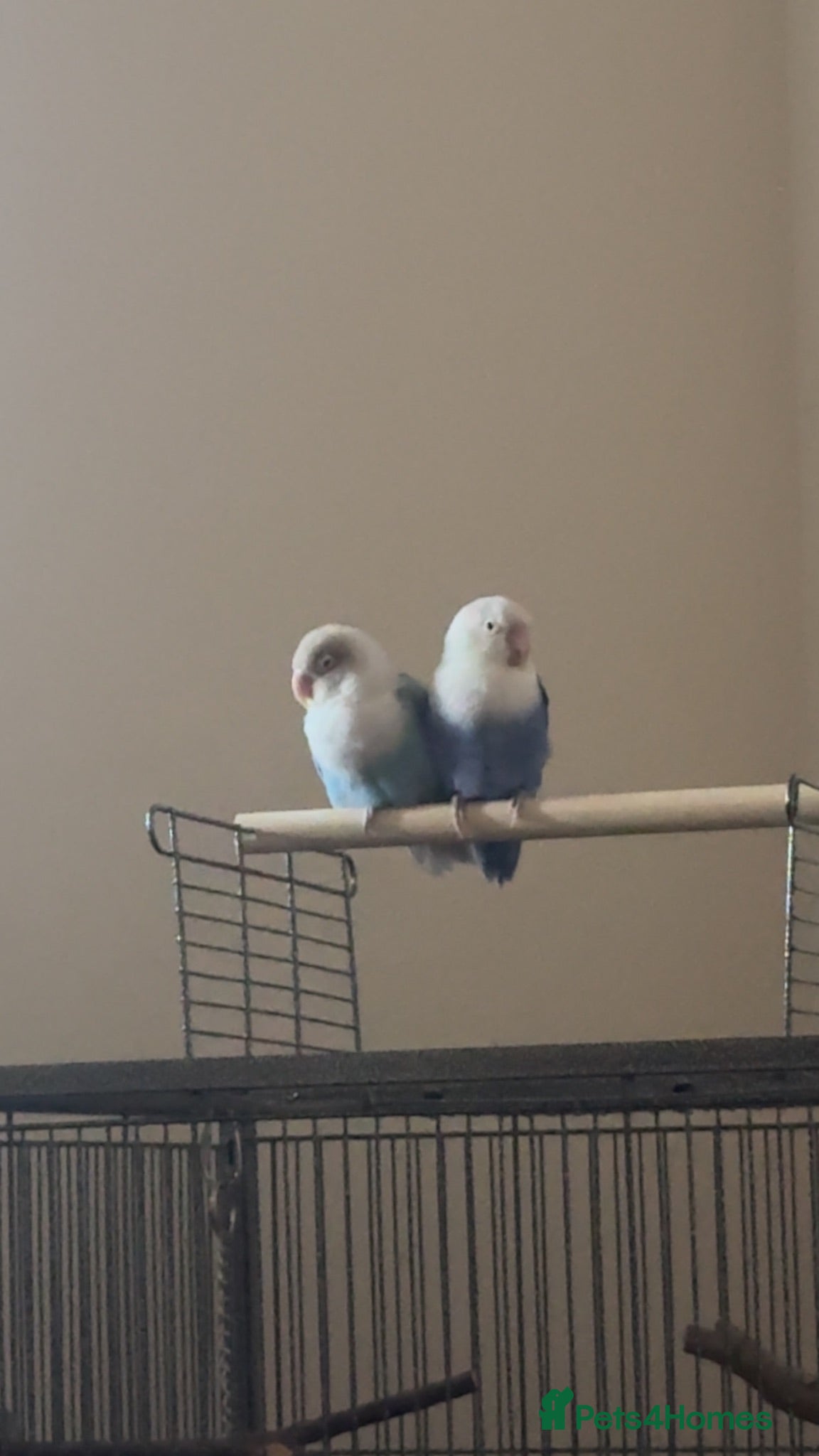 Lovebirds birds 2 love birds for sale - Advert 1
