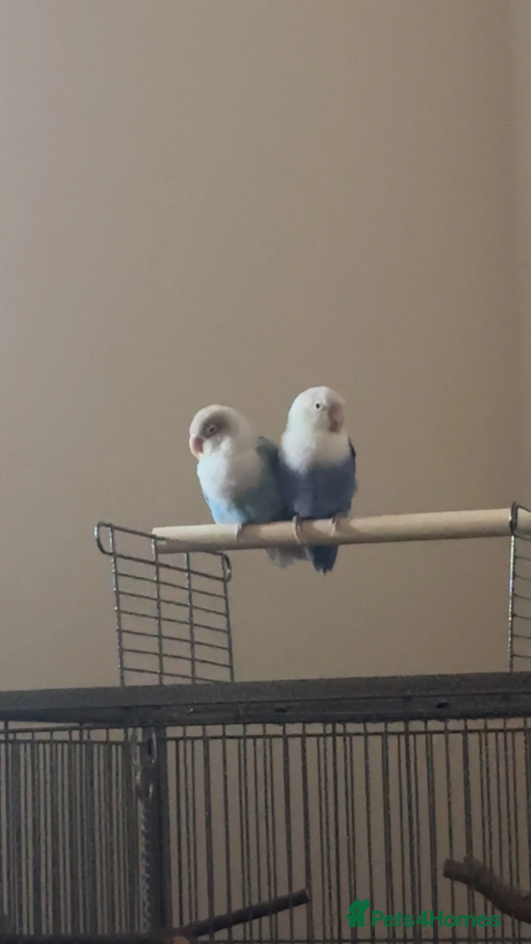 Lovebirds birds for sale: 2 love birds for sale in Liversedge - Advert 1
