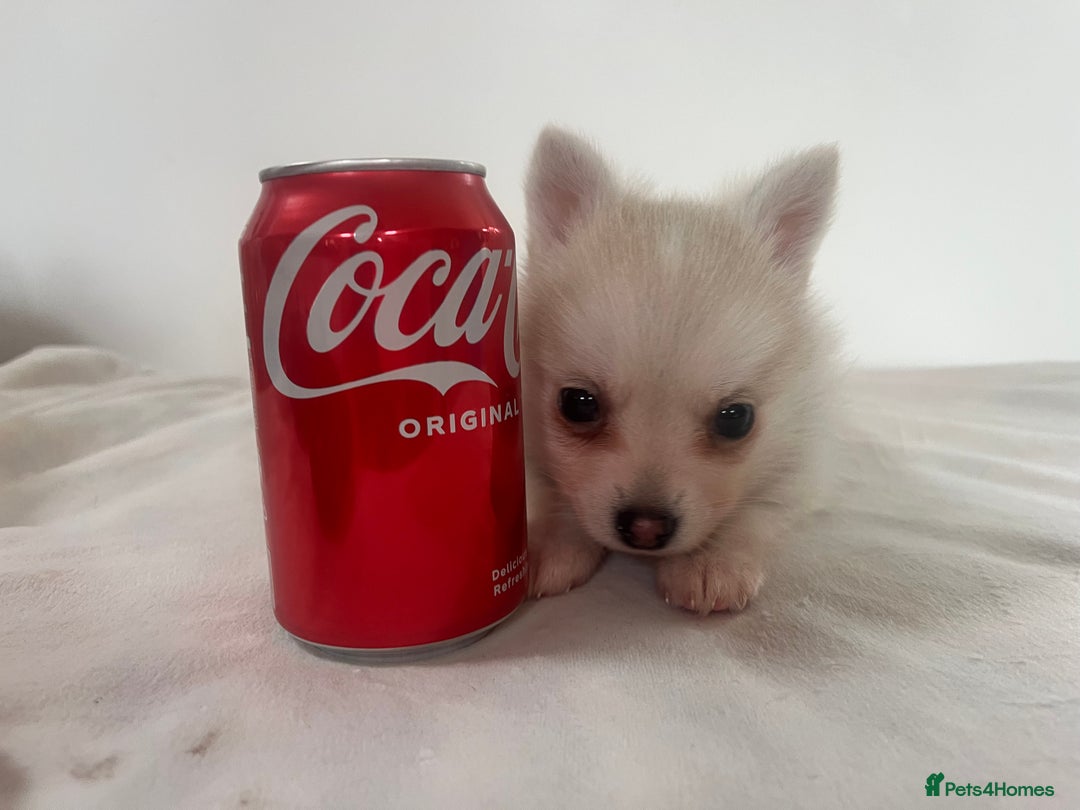 Pomsky dogs for sale: Honey I shrunk the Husky 😂 Genuine Toy size pomsk - Image 24