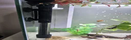 Live Bearers fish for sale: Tank setup with livebearers in Milton Keynes - Advert 4