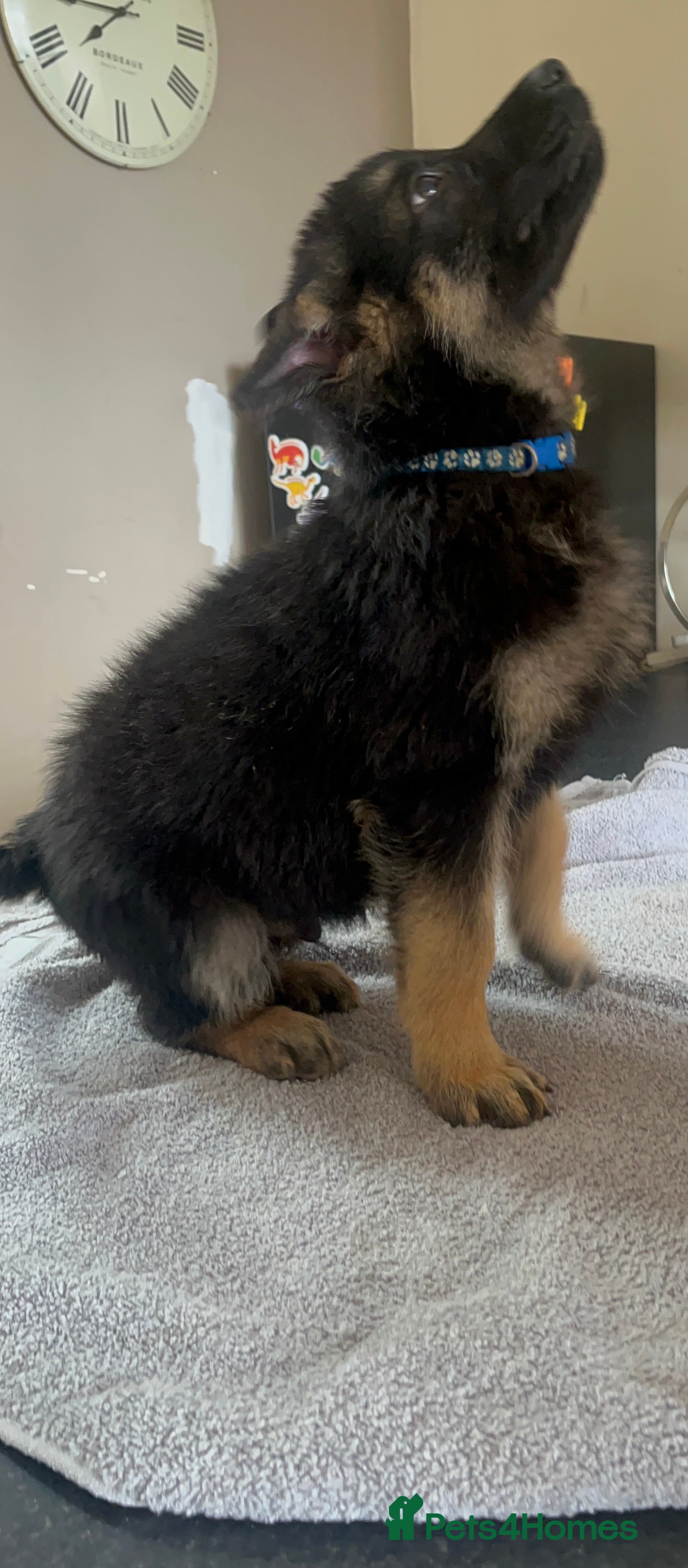 Mixed Breed dogs Reduced 🥰German Shepherd pups  - Advert 2