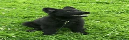 German Shepherd dogs for sale: High Quality Straight back KC registerd GSD pups - Advert 5