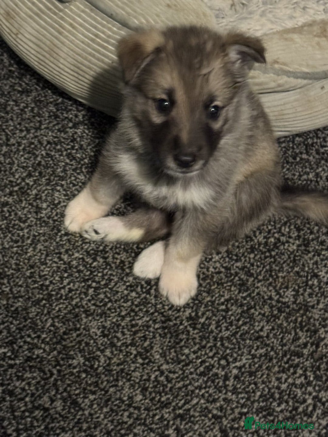 Shepsky dogs for sale: Shepski pups - Advert 17