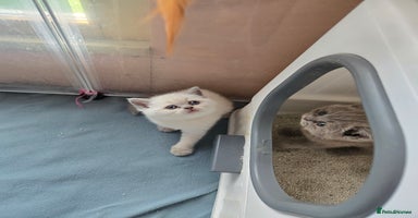 British Shorthair cats - Advert 5